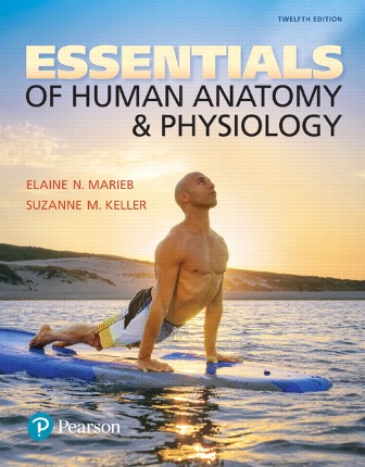 Essentials of Human Anatomy and Physiology 12th Edition Marieb TEST BANK