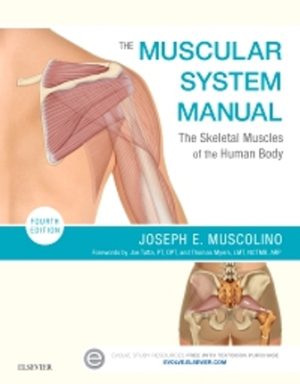 The Muscular System Manual 4th Edition Muscolino TEST BANK