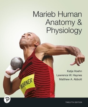 Marieb Human Anatomy and Physiology 12th Edition Hoehn TEST BANK